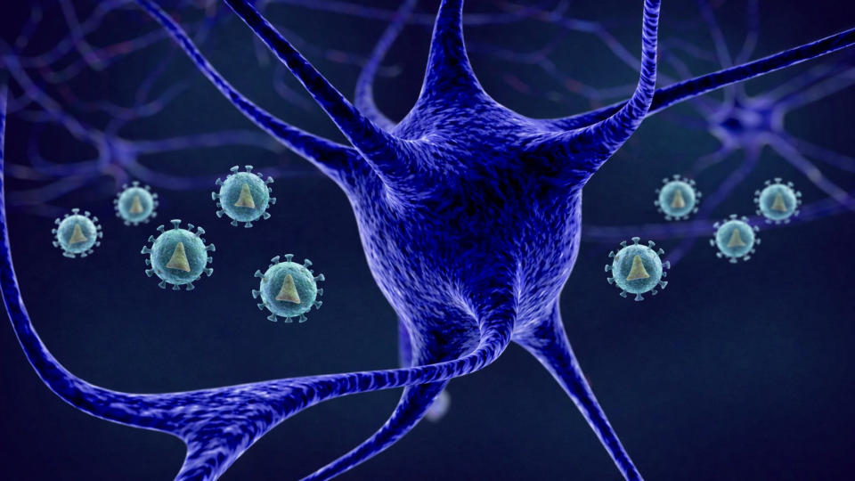 A digital rendering of microscopic biological material.