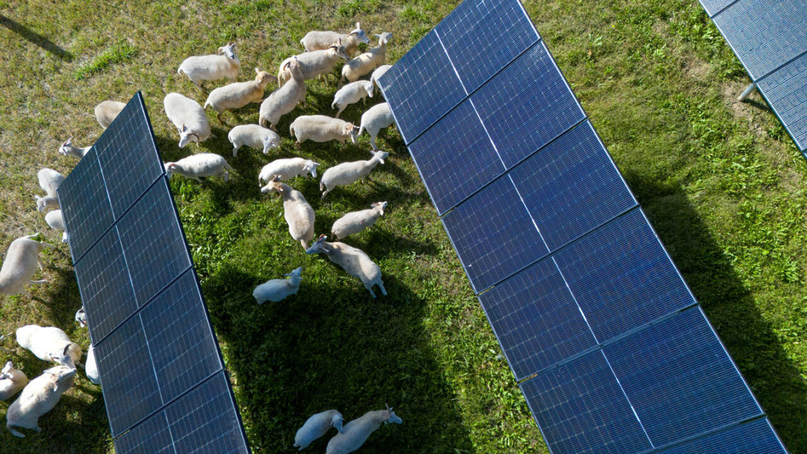 Sheep grazing in solar fields.